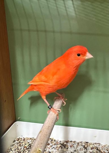 Kanarien rot