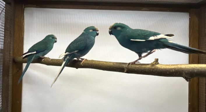 Ziegensittiche „ Blau „